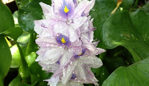 South Maui Gardens - Kihei, HI