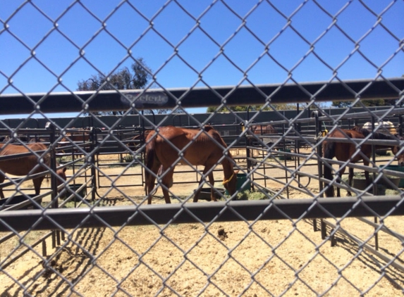 San Diego Animal Shelter - Bonita, CA