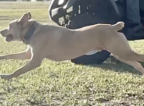 Animal Emergency & Referral Center - Fort Pierce, FL. Look at her go.