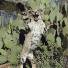 Tucson Taxidermy