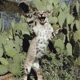 Tucson Taxidermy