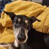 VCA Morris Plains Animal Hospital gallery