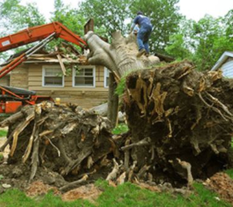 Kirkland's Tree Service Inc - Lakeland, FL