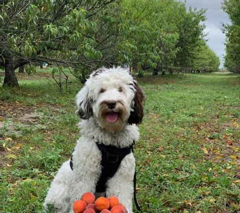 All American Dog Training Academy