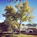 L M Tree Service - Arborists