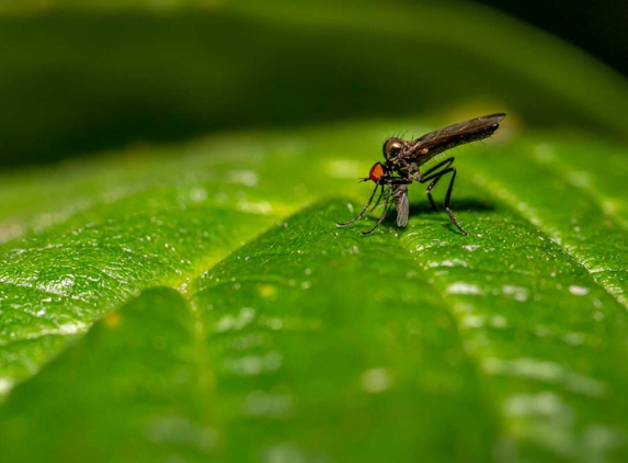 Dynamic Pest Control - Bakewell, NT