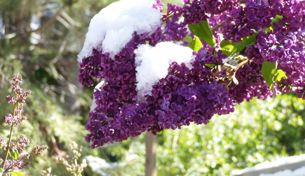 Villager Nursery & Landscape - Truckee, CA. Lilacs @ Villager in May