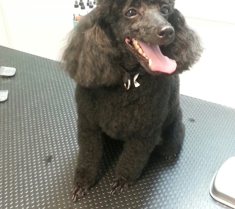 Coastal Canine Grooming & Boutique - Milford, CT