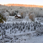 Cranston's Christmas Tree Farm