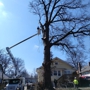 Eli's Tree Service