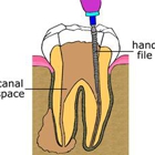 Fuller, Noel P, DDS