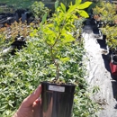 Crape Myrtle Guy - Nursery-Wholesale & Growers