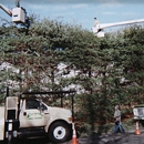 Evergreen Tree Service - Dumps