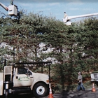 Evergreen Tree Service