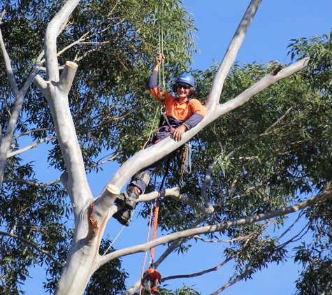 Above All Tree Services - Engadine, NSW