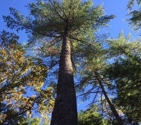 Budget Tree Removal - Fairfax, VA