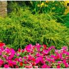 RE-Vitalize Yard & Home Services
