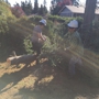 Saunders Tree Service LLC