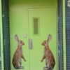 Awesome Bunnies Childcare - CLOSED gallery