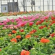 Mioux Florist & Greenhouse
