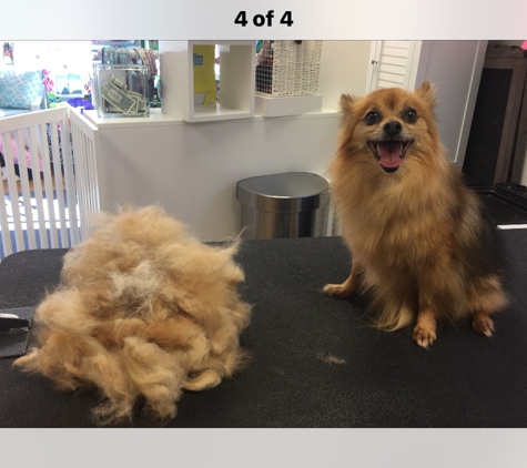 Blue Pooch grooming - Newtown, PA. Look how much hair we got rid of mom!