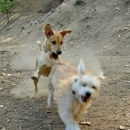 Pupperville Playcare - Pet Boarding & Kennels