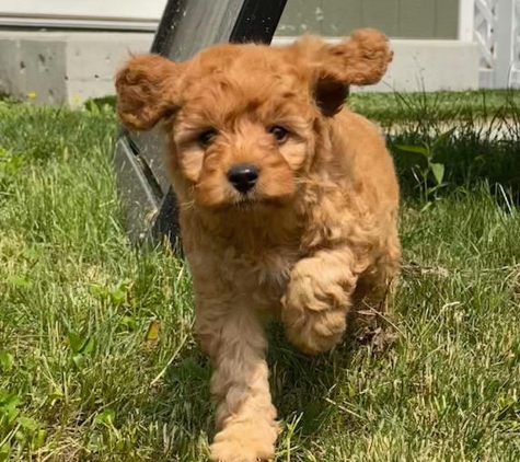 Hess Family Beautiful Puppies - Russell, MA