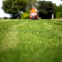 Roy's Lawn Mowing & Yard Services