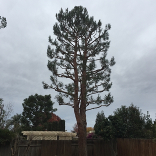 B & M Gardening & Tree Services - Bakersfield, CA