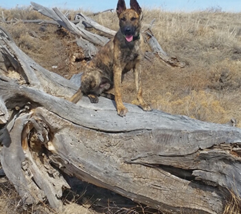 Woofter's Top Dog K-9 Obedience - Mulvane, KS