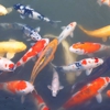 Black River Koi gallery