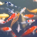 Black River Koi - Ponds & Pond Supplies