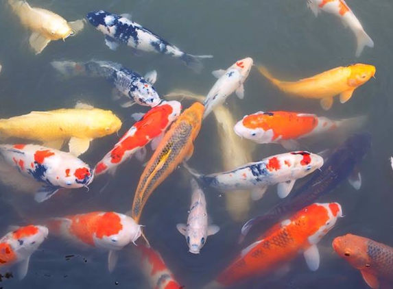 Black River Koi - Columbia Station, OH