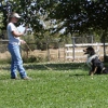 Don O'Brien Boarding & Training Kennel gallery