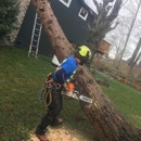 Rain City Tree Works - Tree Service