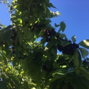 Cherry Point Farm and Market - Farms