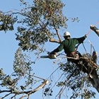 Bovaird Tree & Stump Removal