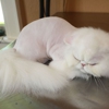 Sandy's Cat Grooming gallery