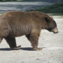 Yellowstone Bear World