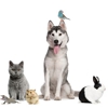 Willlowbend Pet Sitting gallery