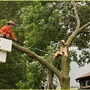 Arbor Tech Tree Care
