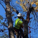 Central MN Tree Service - Tree Service