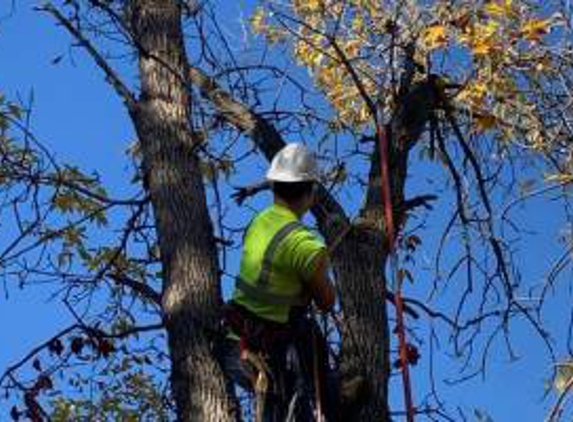 Central MN Tree Service - Fridley, MN