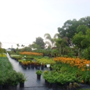 Infante Services - Nurseries-Plants & Trees