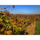Elk Creek Vineyards - Wineries