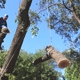 C.I.R. Tree Service