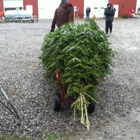 Rhoades Christmas Tree Farm