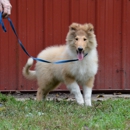 Van-M Collie Kennels - Pet Breeders