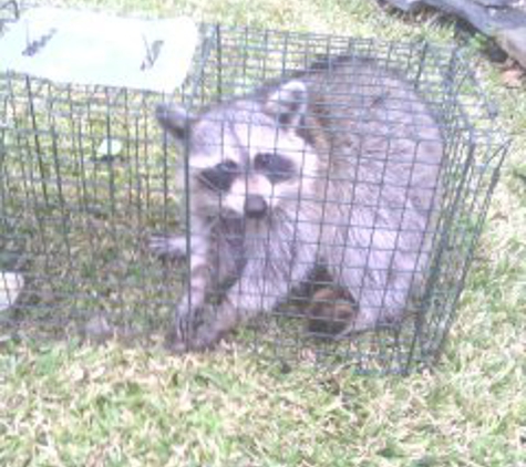 Watford's Nuisance Wildlife Trapping, LLC - Bishopville, SC