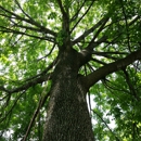 American Tree Experts & Landscaping - Landscaping & Lawn Services
